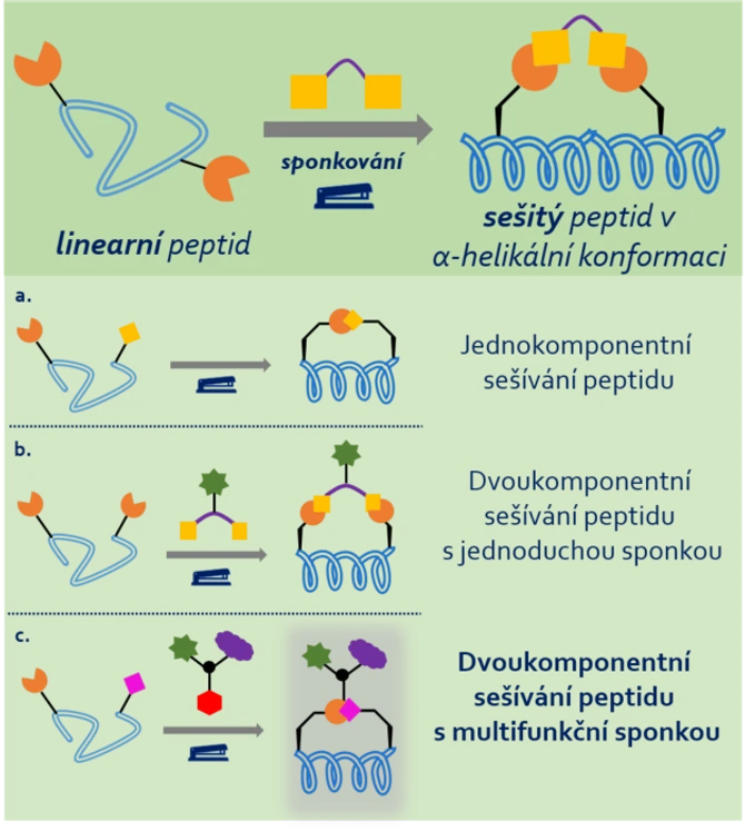 Nadace Experientia: Obr. 1 - tzv. Sponkování peptidů