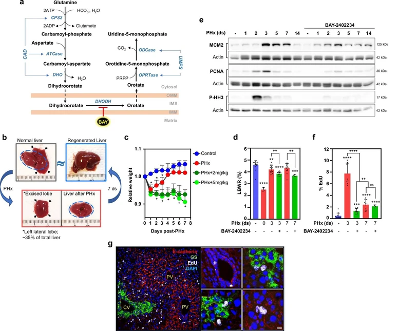 Nat Commun. 2025 Nov 4;16(1):9664: Fig. 1: Liver regeneration and hepatocyte proliferation are suppressed by a DHODH inhibitor.