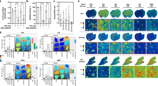 Regenerating liver uses ammonia to support de novo pyrimidine synthesis and cell proliferation