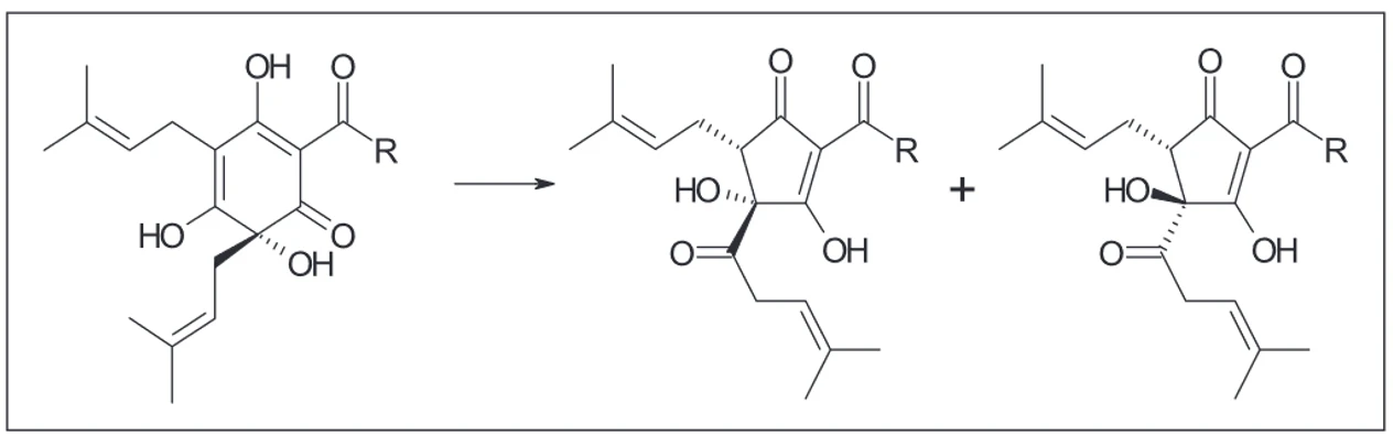 Obr. 1 Izomerace α-hořkých kyselin na cis- a trans-iso-α-hořké kyseliny (1)