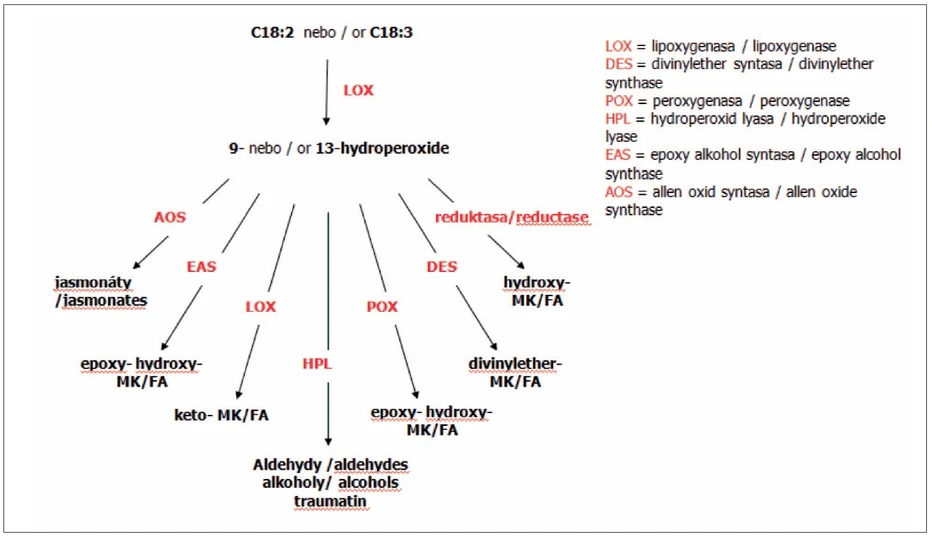 Obr. 1 Schéma metabolismu dienových mastných kyselin (3)
