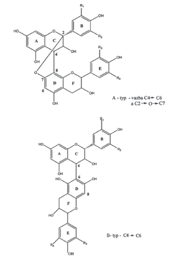 Obr. 2 Struktura dimerů proanthokyanidinů (dimer B-typu s vazbou C4→C8 nebo s vazbou C4→C6, dimer A–typu s vazbou C4→C6 a C2-O-C7) (Predy et al., 2009)