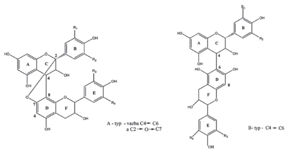Obr. 2 Struktura dimerů proanthokyanidinů (dimer B-typu s vazbou C4→C8 nebo s vazbou C4→C6, dimer A–typu s vazbou C4→C6 a C2-O-C7) (Predy et al., 2009)