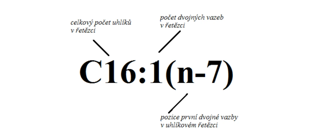 Obr. 3 Zkrácený zápis mastných kyselin