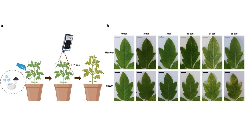 <p><strong>Plant Stress, Volume 15, March 2025, 100732:</strong> Fig. 1. Scheme of the experimental procedure (a) and images of tomato (cv. Marmande) leaflets (b) collected at the beginning of the experiment (0 days post inoculation, dpi) and at different times (3 to 28 dpi) after inoculation with TSWV; ‘Healthy’ leaflets represent mock-inoculated samples. Leaf numbering is indicated in the plant scheme on the left; TSWV inoculum was delivered on the fourth leaves from the apex, while Raman spectra were acquired on the apical leaflets of the second and third leaves from the apex; scale bar, 1 cm. Created in BioRender.com (2025).</p>