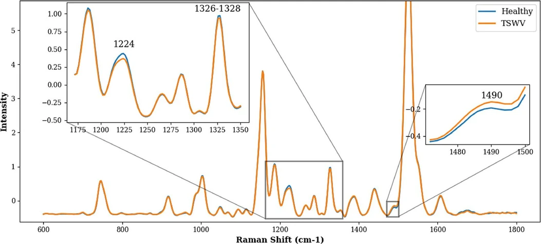 Plant Stress, Volume 15, March 2025, 100732: Fig. 2. Average Raman spectra for Healthy (mock-inoculated, blue line) and TSWV-infected (isolate P105, orange line) leaves of tomato (cv. Marmande), collected in the range 600–1800 cm−1. The insets show the details of the peaks in the range 1175–1350 cm-1 and 1470–1500 cm-1 of the spectra.