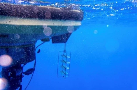 A new project in the EMSO Physical Access programme tackles marine persistent pollutants