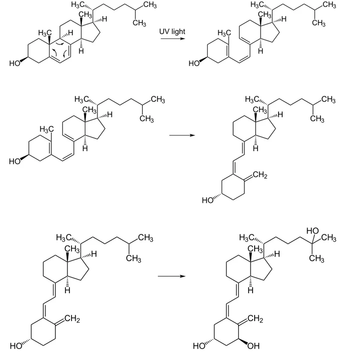 Tvorba D3 ze 7-dehydrocholesterolu v kůži obratlovců včetně člověka.