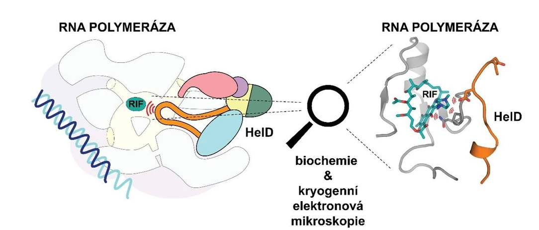 ÚOCHB: Model komplexu RNA polymerázy a proteinu HelD. Pomocí biochemické analýzy a kryogenní elektronové mikroskopie.