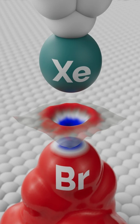 ÚOCHB/FZU/DRAWetc: Schematický obrázek znázorňující princip experimentu umožňujícího vizualizaci sigma-díry na atomu bromu (Br) v molekule pomocí speciálně upraveného hrotu rastrovacího mikroskopu. Nahoře: Schematické znázornění hrotu rastrovacího mikroskopu zakončeného právě jedním atomem xenonu (Xe). Uprostřed: Experimentální obrázek sigma-díry zachycený pomocí rastrovacího mikroskopu využívajícího princip Kelvinovy sondy. Dole: Mapa elektrostatického potenciálu zobrazující sigma-díru (nerovnoměrné rozložení atomárního náboje na halogenovém atomu bromu), která je tvořena kladně nabitým nábojem na vrcholu atomu (modrá koruna) obklopeným záporným elektronovým oblakem (červené pole).