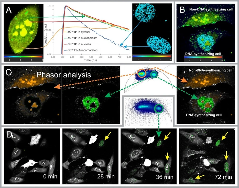 IOCB Prague: Real-time imaging of in cellulo incorporation of dCOTP into genomic DNA.