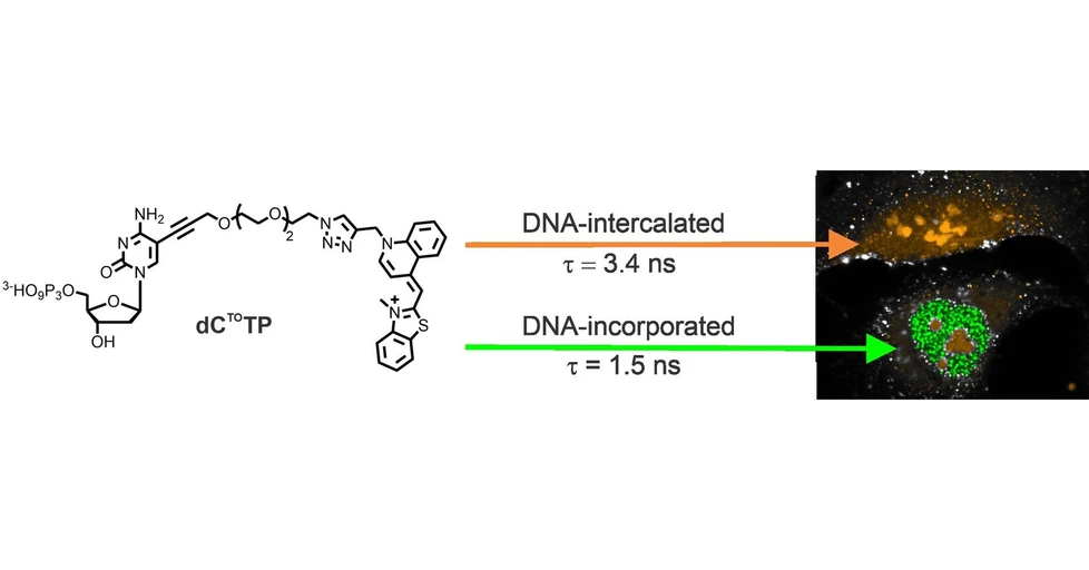 <ul>
<li><strong>Photo:</strong> IOCB Prague: Novel fluorescent probe for real-time imaging of nascent DNA in live cells</li>
</ul>
