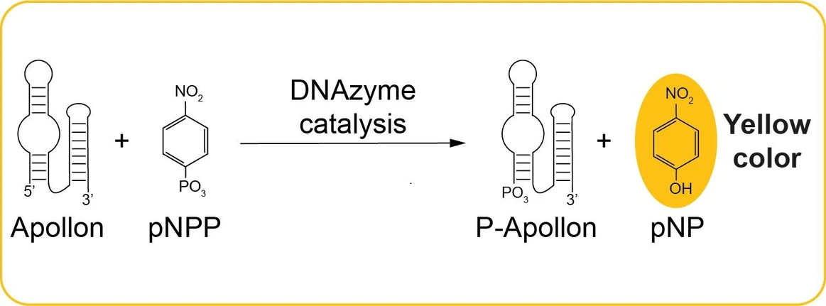 IOCB Prague: Apollon dephosphorylates the substrate (pNPP), resulting in a yellow product (pNP).