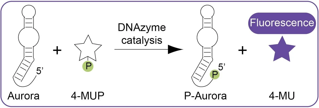 IOCB Prague: Aurora dephosphorylates the substrate molecule (4-MUP) to produce the fluorescent product (4-MU).