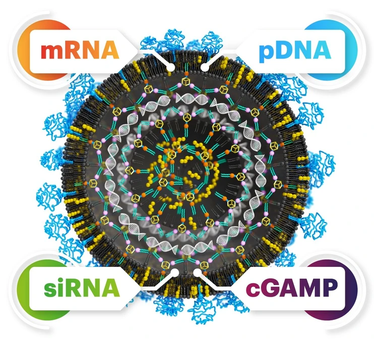 ÚOCHB / Tomáš Belloň:  The versatility of the nanoparticles lies in the fact that they can work equally well for different nucleic acids. This can significantly accelerate drug development.