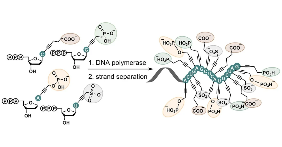 ÚOCHB: Scientists from IOCB Prague are pushing the limits of DNA.