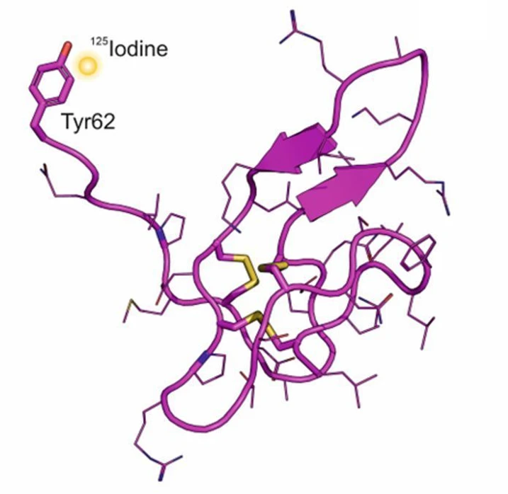 IOCB Prague: Three-dimensional (3D) structure of a peptide selectively radioiodinated by I-125 out of the receptor-peptide binding site. The yellow sphere depicts labeling with 125I. (A) Cocaine- and amphetamine-regulated transcript peptide (CART)(61–102).