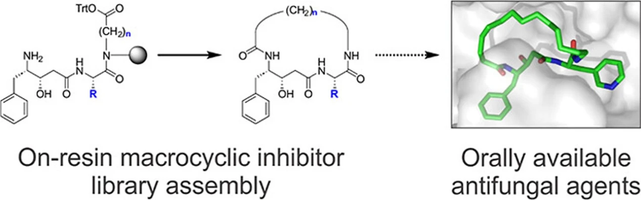 IOCB Prague: Researchers tame a deadly fungus that threatens immunocompromised patients: Simplified chemical scheme of the synthesis of macrocyclic inhibitors, which give rise to orally available antifungal compounds. The new method enables the assembly of small cyclic molecules directly on a solid support, allowing for the creation of an entire library of candidate compounds much faster than before. X-ray structural analysis shows how compound 25 fits into the pocket of the active site of the target enzyme Major Aspartyl Peptidase 1, thereby blocking its activity and limiting the growth of yeast.