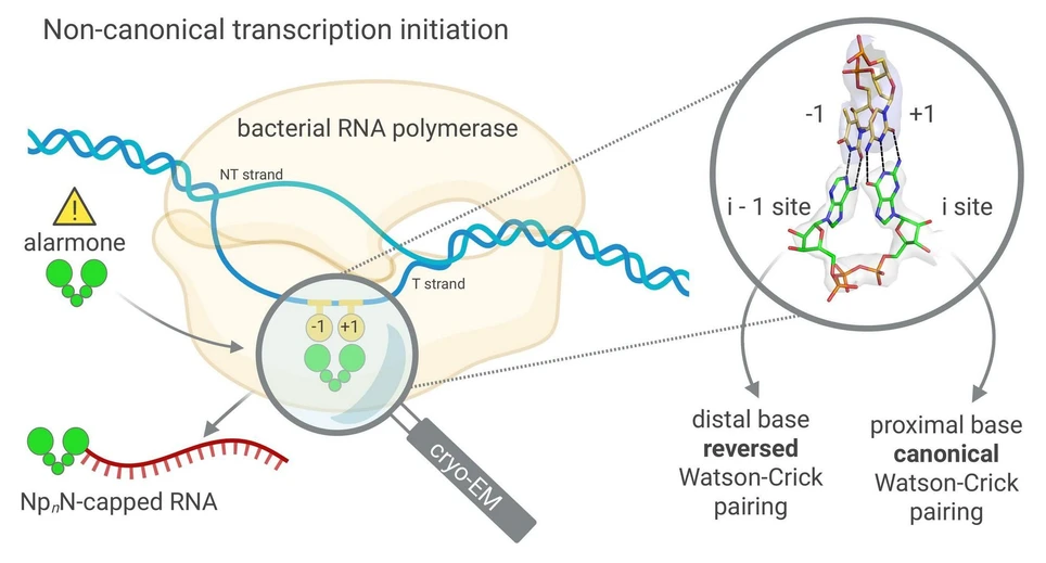 IOCB Prague: Research from IOCB Prague reveals a previously unknown mechanism of genetic transcription: This work shows how NpnNs initiate bacterial transcription. Cryo-EM reveals how nucleobases pair with the template: one in canonical and one in reverse Watson–Crick mode, providing a structural basis for their function as non-canonical RNA caps.