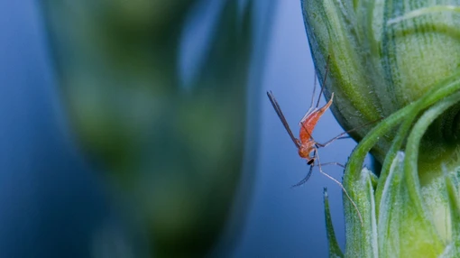 Researchers aim to create new strains of wheat with built-in resistance to its biggest insect threat