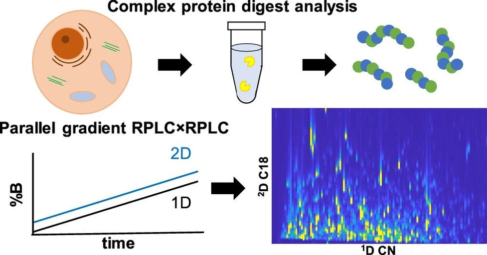 University of Amsterdam / HIMS / Anal.Chem.: Parallel gradients in 2DLC-HRMS analysis.