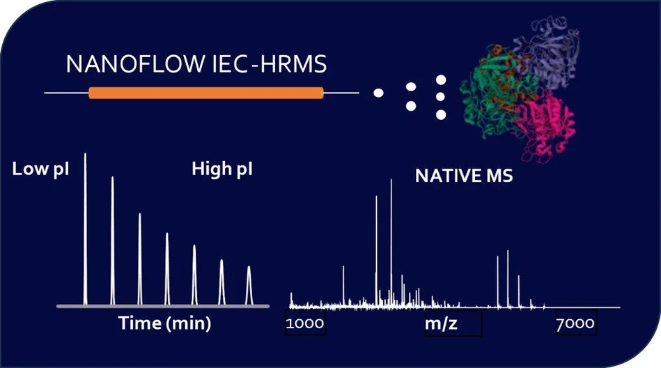 University of Amsterdam / HIMS / Anal.Chem.: Nanoflow native ion exchange HRMS.