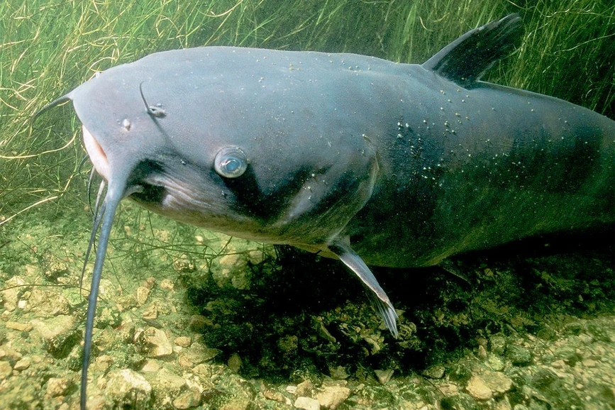 University of Illinois Urbana-Champaign / Eric Engbretson / USFWS: Channel catfish had the highest accumulation of PFAS in their tissues, the researchers found.