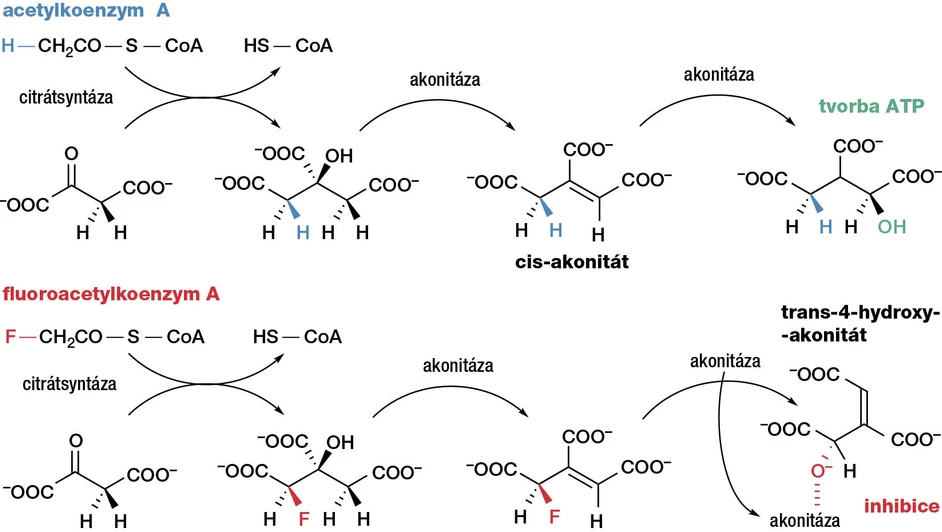 Vesmír/obr. 10: Citrátový (Krebsův) cyklus probíhá v mitochondriích a je nezbytnou součástí buněčného energetického metabolismu. Nahoře přirozená, funkční podoba jeho části s acetylkoenzymem A. dole patologická situace vyvolaná přítomností kyseliny fluoroctové. Vzniká fluorcitrát, který blokuje enzym akonitázu, a tím celý cyklus zastaví.