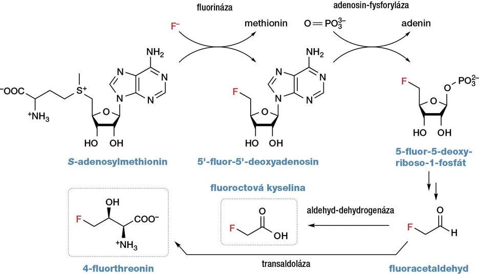 Vesmír/obr. 11: Enzymatická biosyntéza fluoroctové kyseliny a 4-fluorthreoninu.