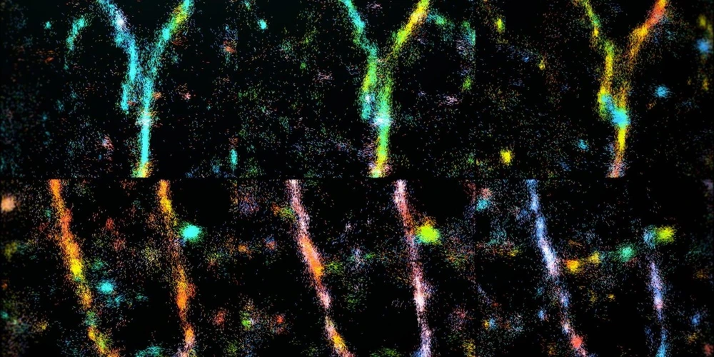 <ul><li><strong>Photo:</strong> Washington University in St. Louis / Lew lab: Time-lapse single-molecule orientation-localization microscopy (SMOLM) of amyloid beta (Aβ42) fibrils undergoing remodeling, taken over 10 minutes, shown as a multi-colored mosaic. Transiently binding and flashing Nile blue (NB) molecules enable the nanoscale architectures of growing and decaying regions in fibrils to be visualized as these multicolored forks.</li></ul>