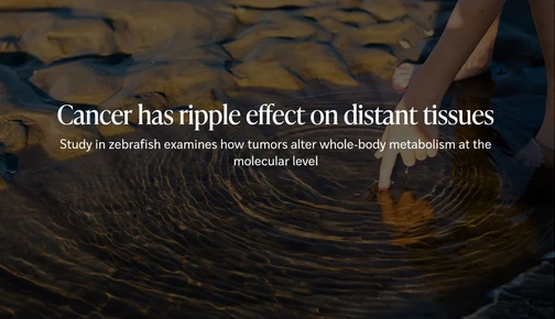 Cancer has ripple effect on distant tissues