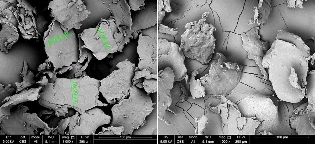 Waste Management, 203, 2025, 114852: Fig. 1. SEM images (magnification: 1000 × ) of self-produced polyethylene microplastics before (left) and after (right) the application of the staining procedure. Size range fraction of the microplastics shown is 45 – 75 µm.
