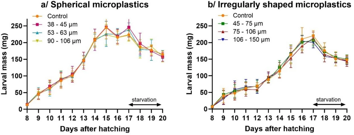 Waste Management, 203, 2025, 114852: Fig. 2. Daily average weight (mg) of BSF larvae reared on an artificial food waste: (a) control (unspiked), spiked with spherical microplastics of three size ranges (38 – 45 µm; 53 – 63 µm; 90 – 106 µm), and (b) spiked with irregularly shaped microplastics of three size ranges (45 – 75 µm; 75 – 106 µm; 106 – 150 µm). A starvation phase was carried out between 17 and 20 days after hatching (DAH). Data points and error bars represent the mean value (9 repetitions) and the standard deviation, respectively.