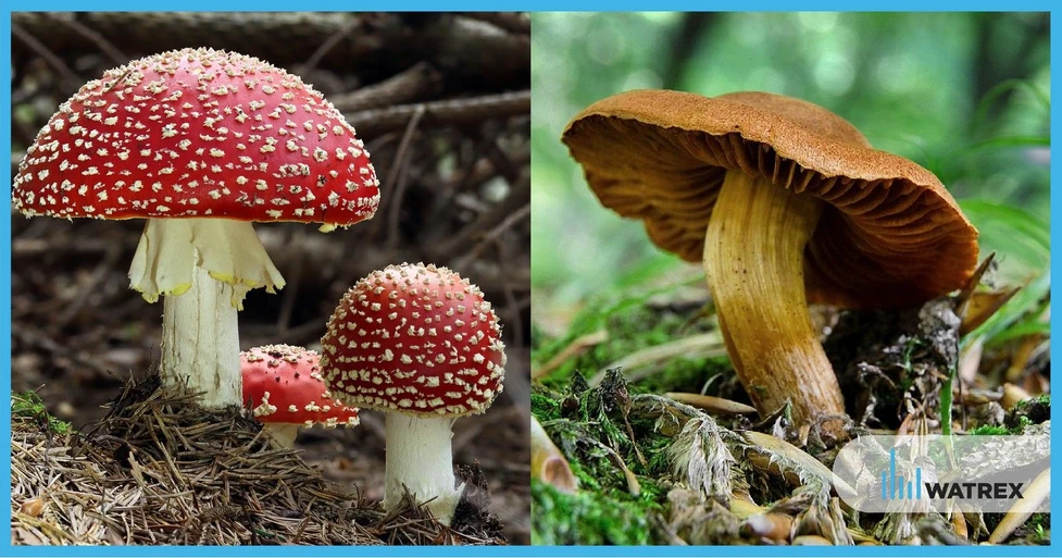 Watrex Fig.2: Illustrative photo of Amanita muscaria and Cortinarius orellanus