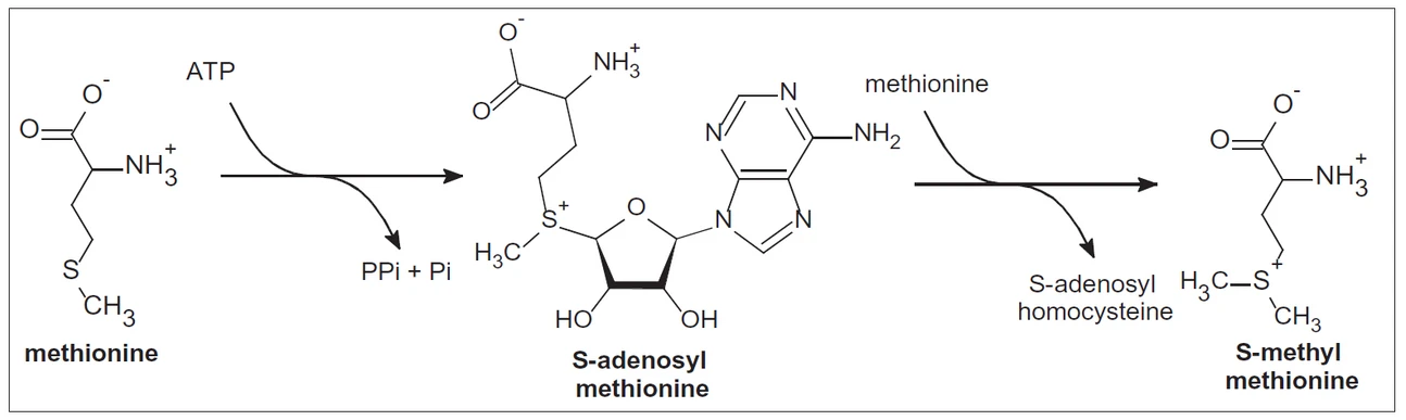 Obr. 1 Vznik S-methylmethioninu