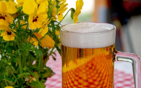 Stanovení aromatických alkoholů v pivu s využitím metody extrakce na pevné fázi (SPE) a detekce pomocí spojení plynové chromatografie s hmotnostní spektrometrií (GC-MS). Část II. - Obsah aromatických alkoholů v českých pivech.