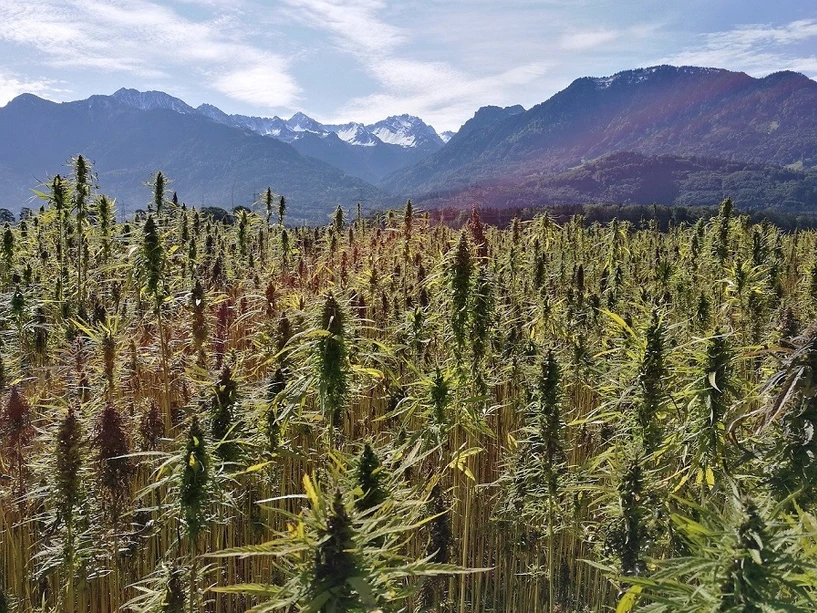 Pixabay/TinaKru: Cannabis Potency Testing and Terpene Profiling Using Comprehensive Chromatography with Time-of-Flight Mass Spectrometry
