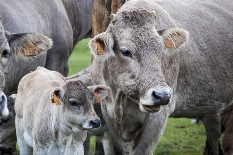 An ultra-high sensitivity quantification method of veterinary drugs residues in food