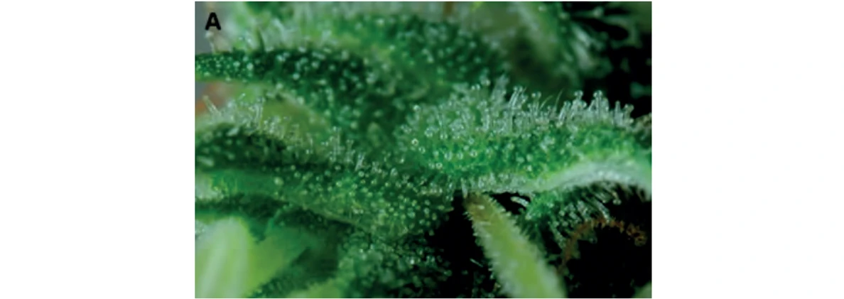PČR: Obr. 1 – Trichomy na rostlině C. sativa (11)