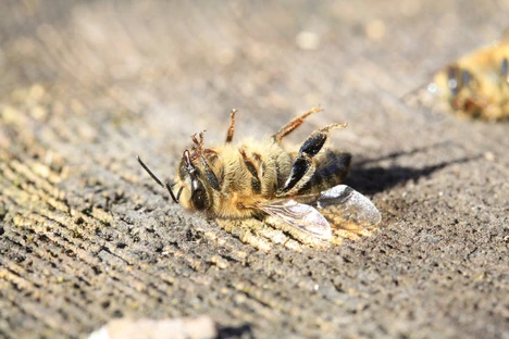 Pesticide Residues Analysis Webinar: GC-MS/MS Based Multi-Residue Determination of Pesticides in Difficult Matrices